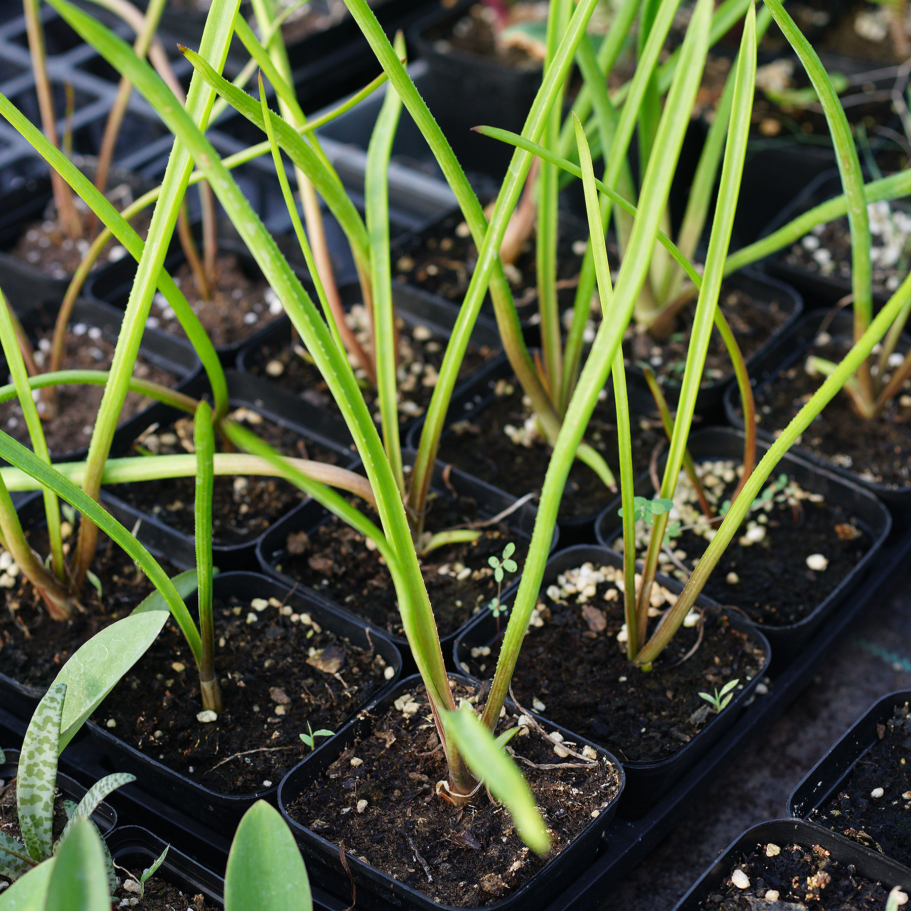 Aloe richardsiae 鳞茎芦荟
