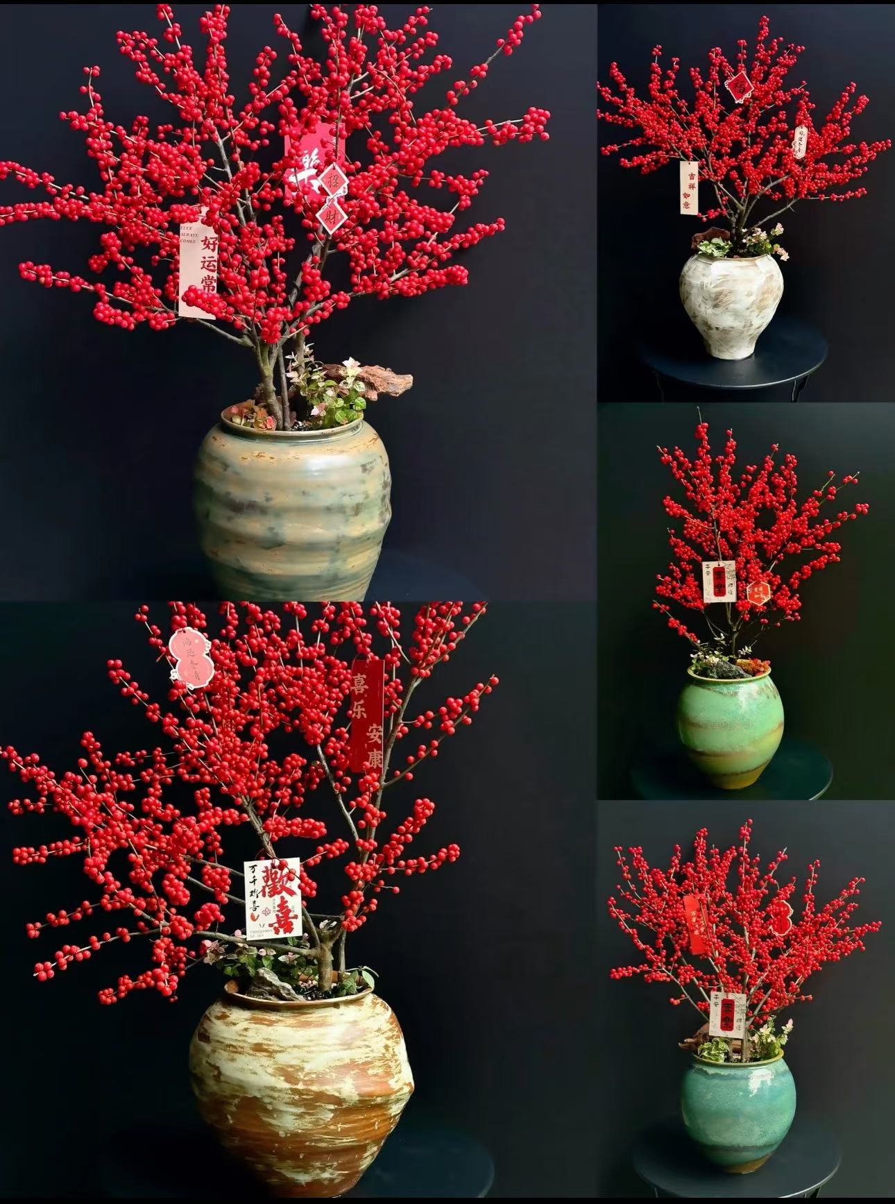 北美冬青红果果高端桌面款好养活（轻微落果正常不售后介意勿拍）