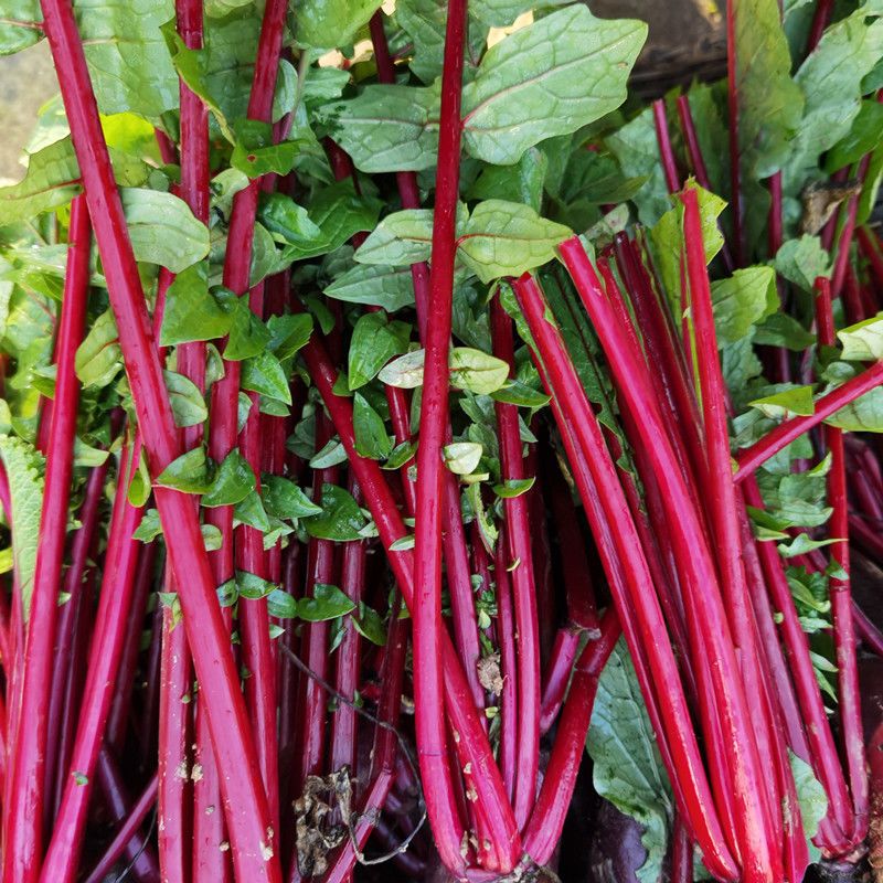 旬阳本地新鲜萝卜缨子当季时令蔬菜带叶发货