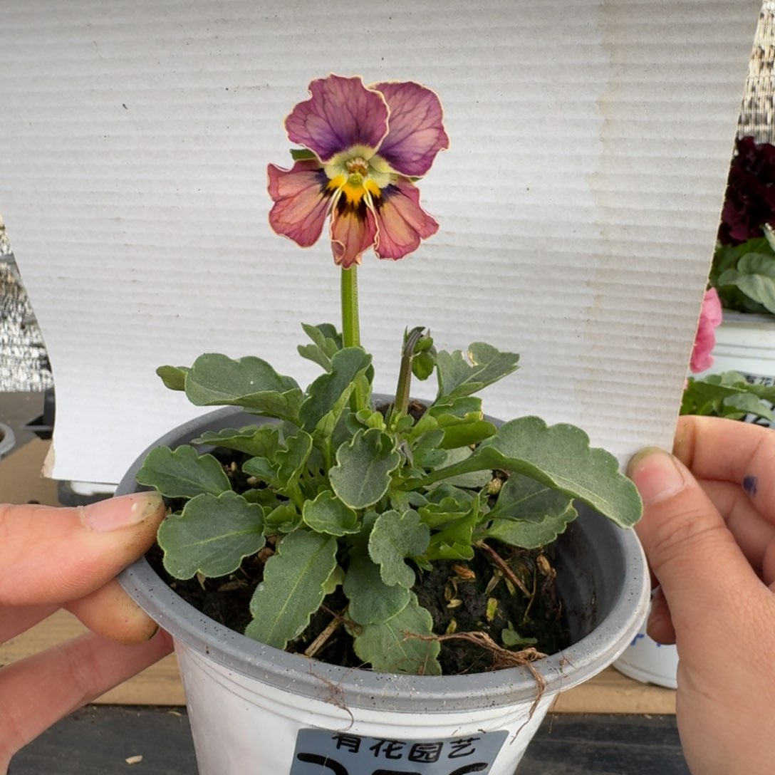 无花朵256号角堇