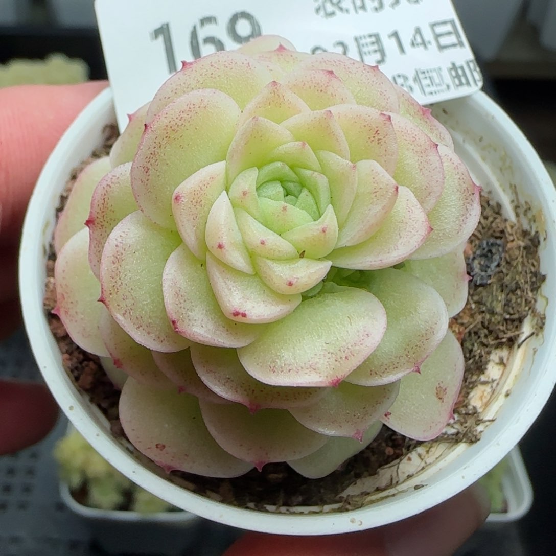 0214-169优选麦秆