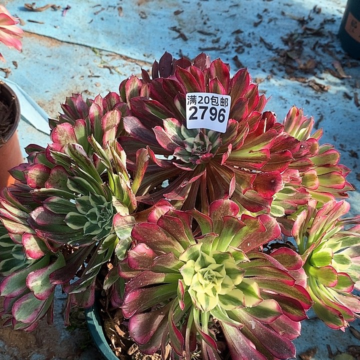 2796 一颗同花顺法师