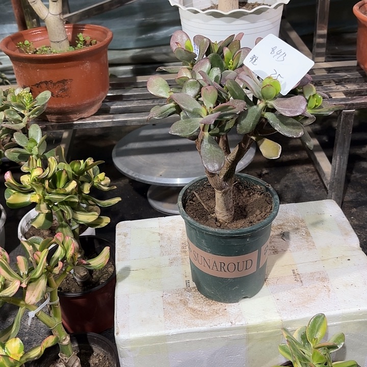 雅****当前无花栽培后可以开花韩国紫叶25