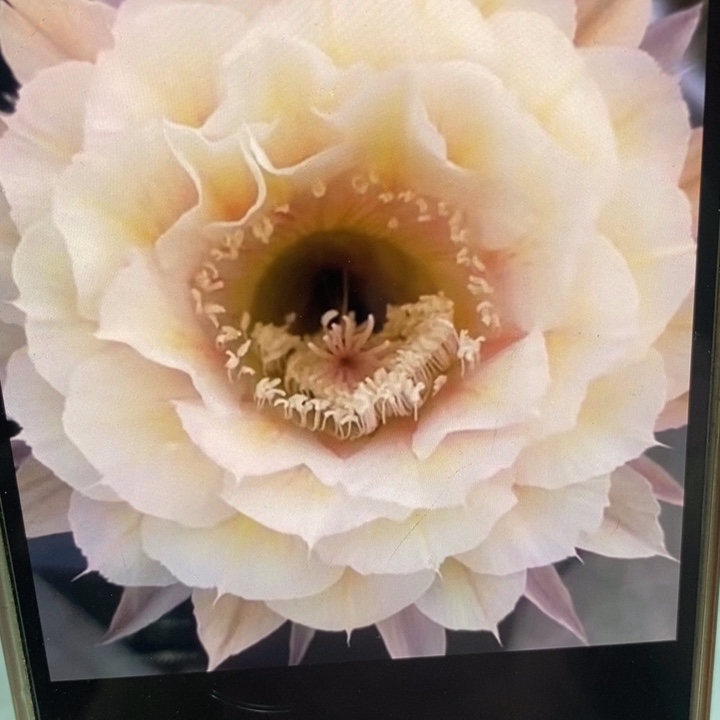 彩草素玉侧芽3公分左右