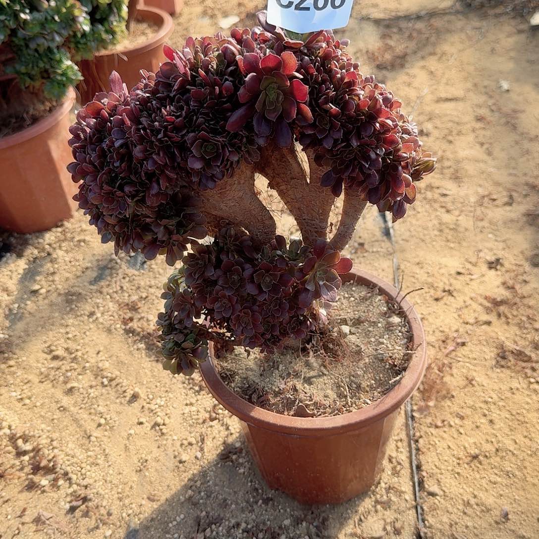 266玫瑰朵朵一颗呀呀