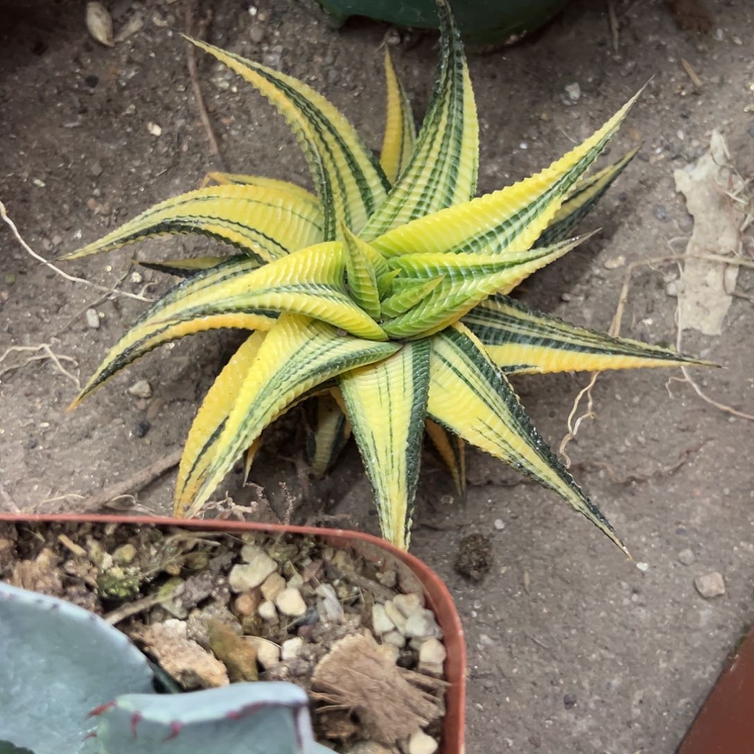 趙****琉璃殿锦植物