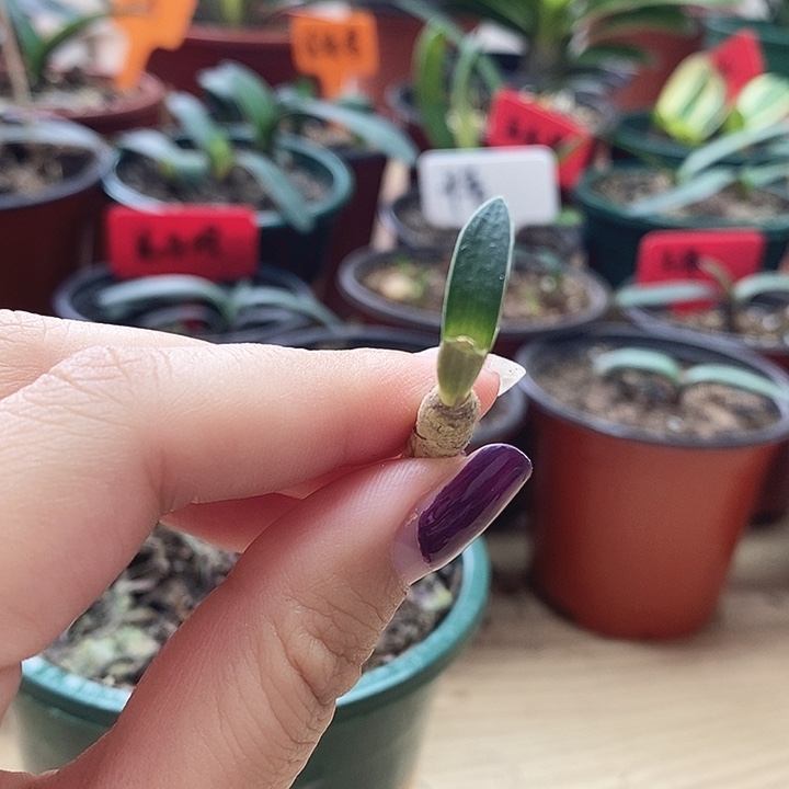 完全开放君子兰君子兰君子兰