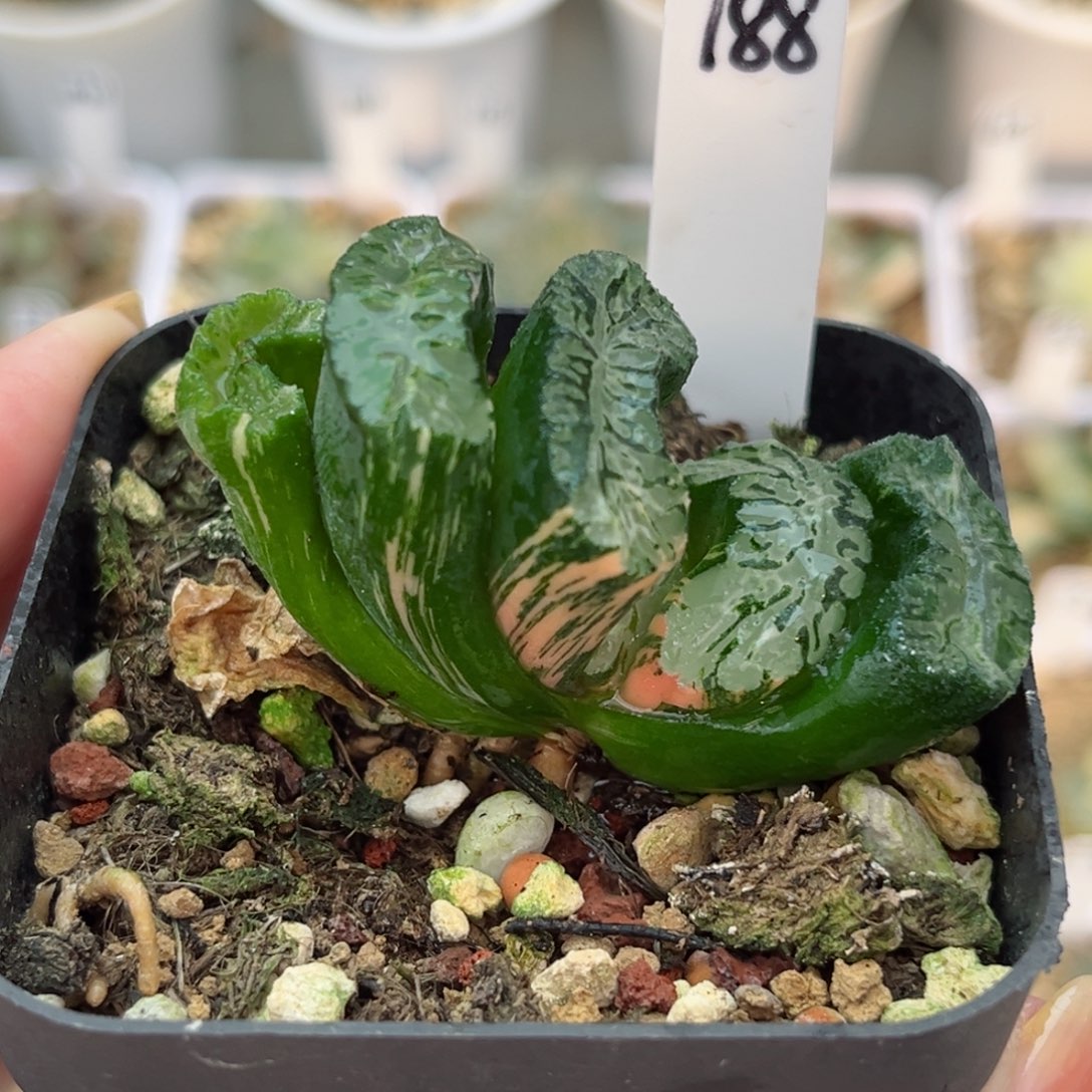 188北斋玉扇锦哈哈哈哈