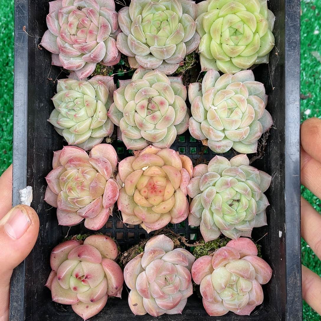 多肉一物一拍25-46