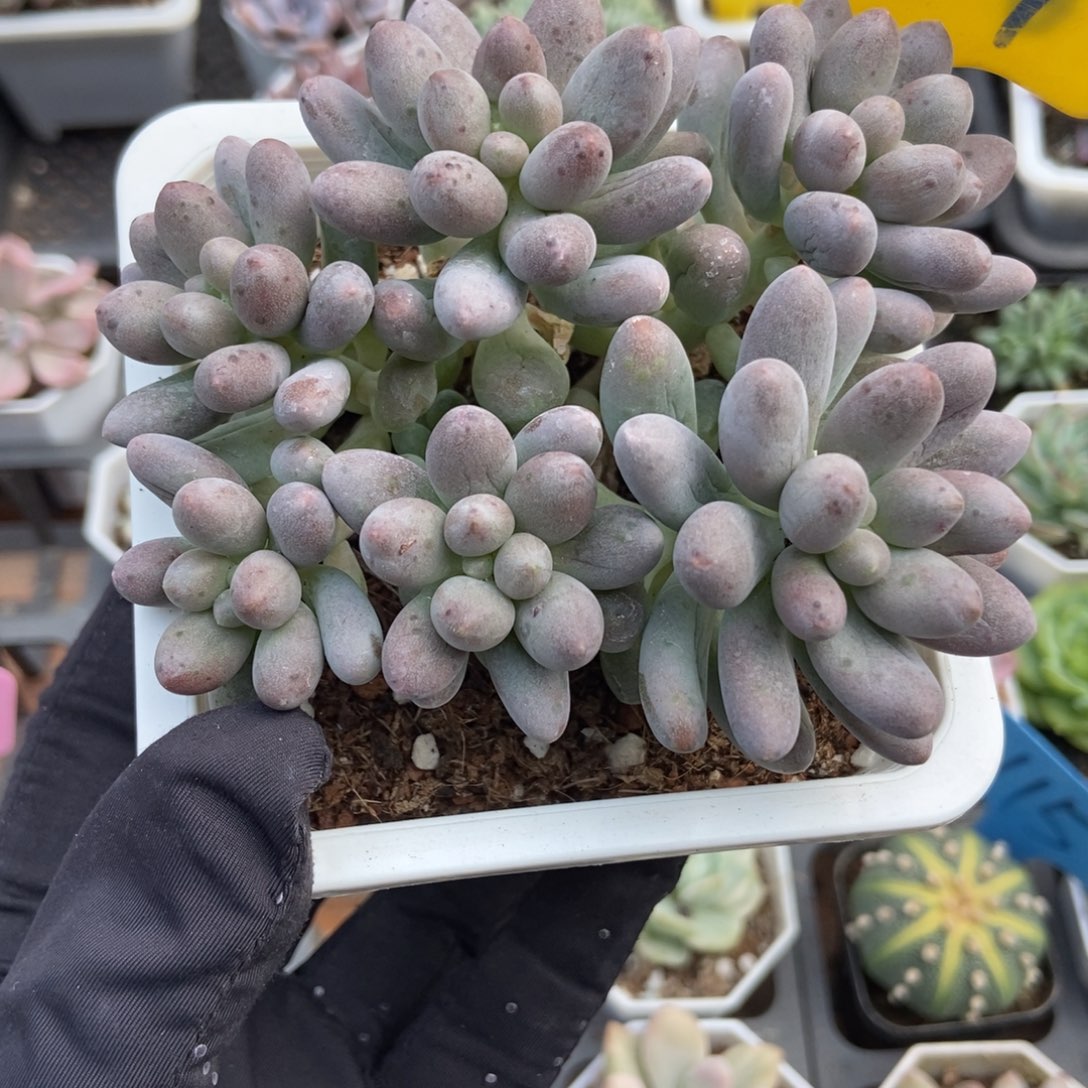 619樱花奶多肉植物精油