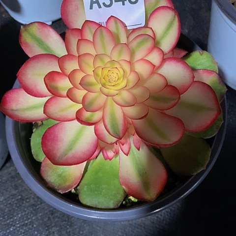 荔枝343袋土球发货