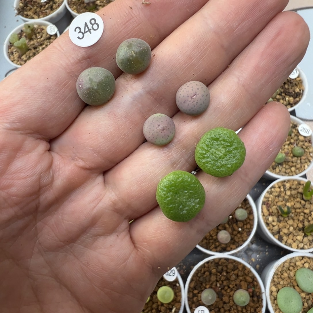 青****青专拍6颗脱土3480000