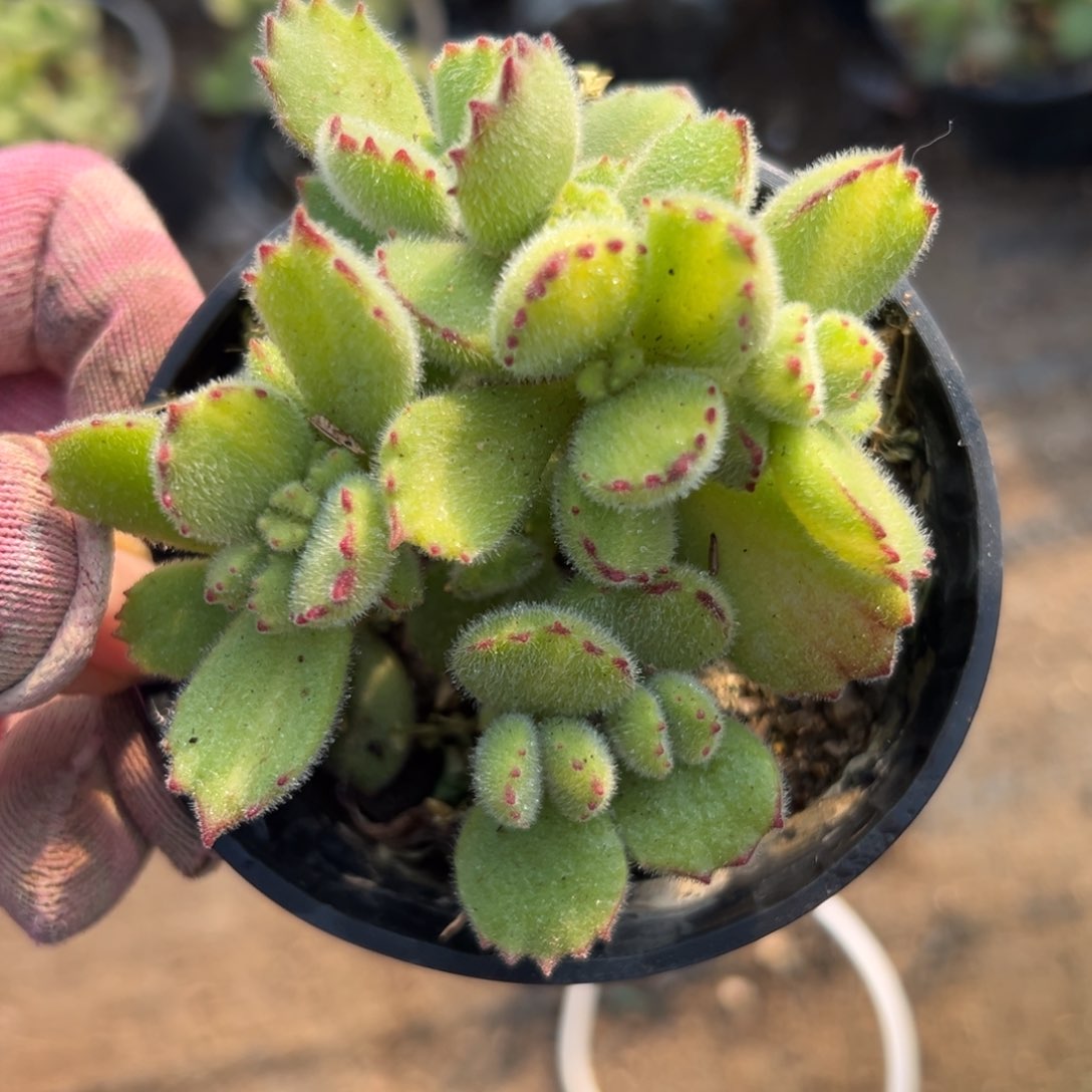 父母哦植物营养液我