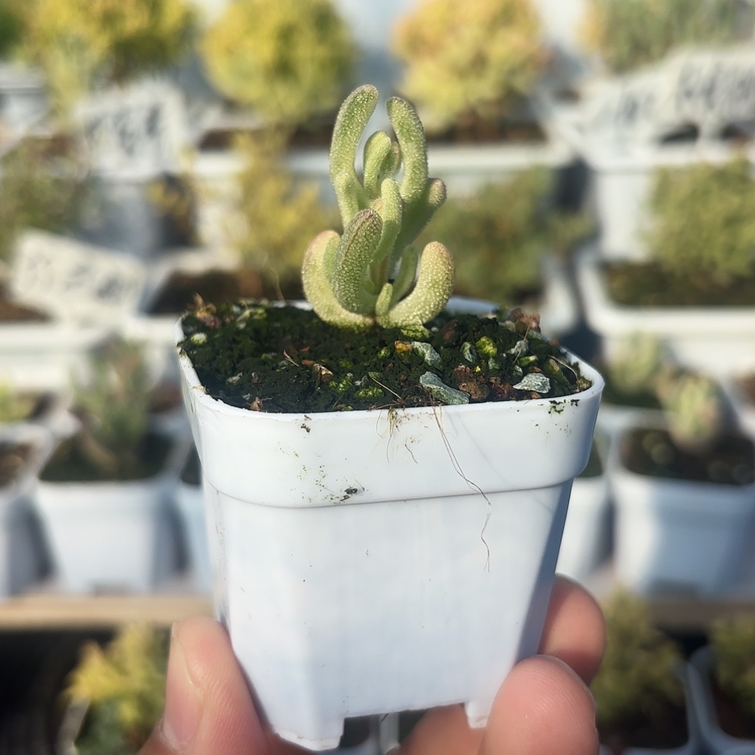 枝干番杏钻石超白拉丝