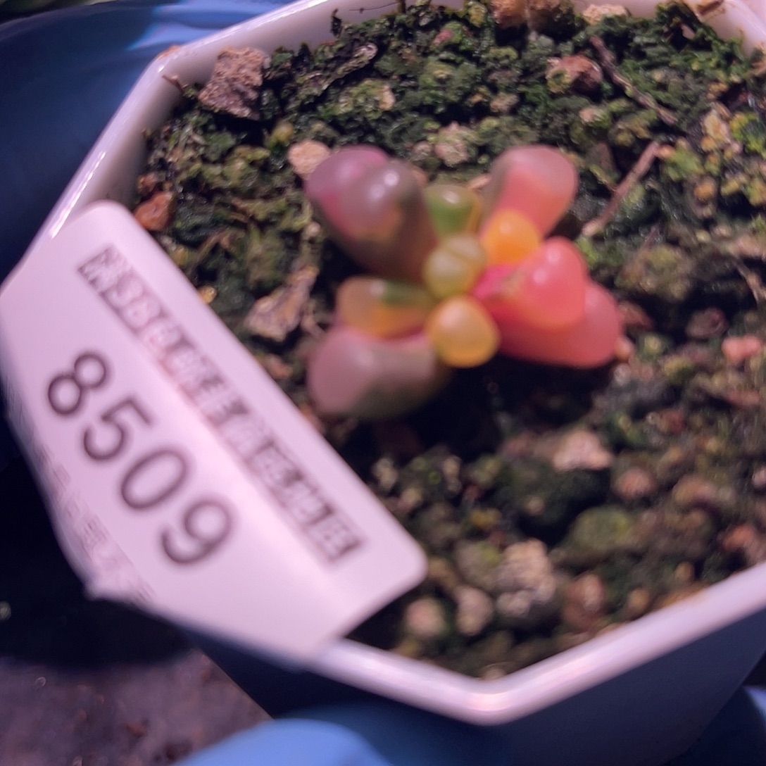 尚品园艺福利8509