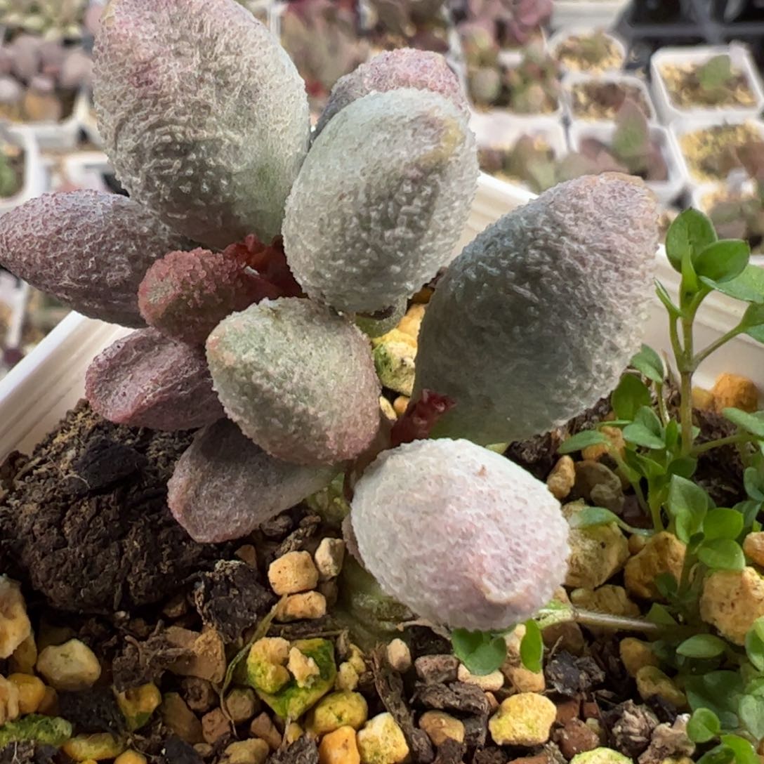 实生新品多肉植物水泡