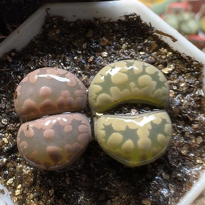 生石花3:：，星。  59号