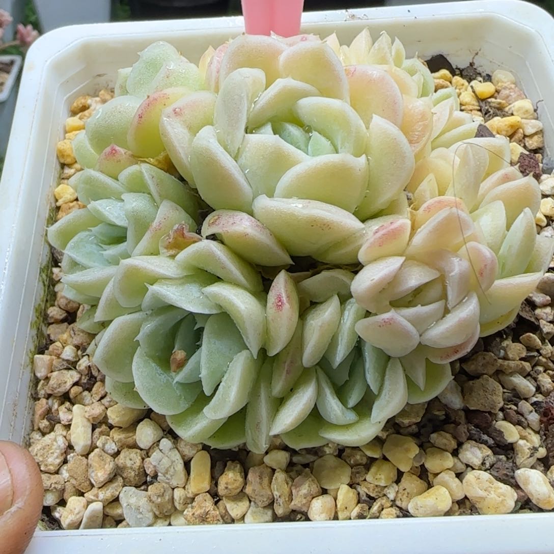 锦安精品多肉编号222