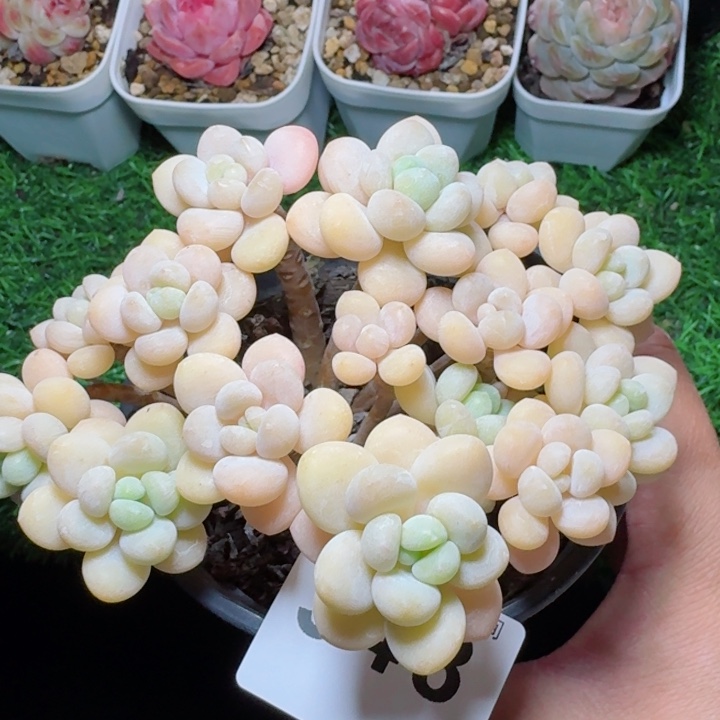 奶白糖老桩         多肉植物