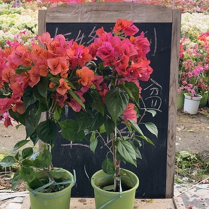 完全开放三角梅米奇