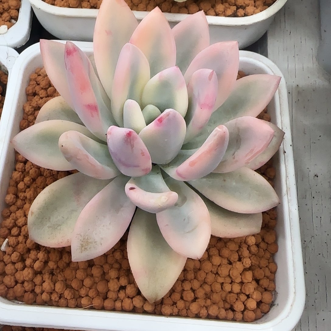 彩色奥普锦多肉植物