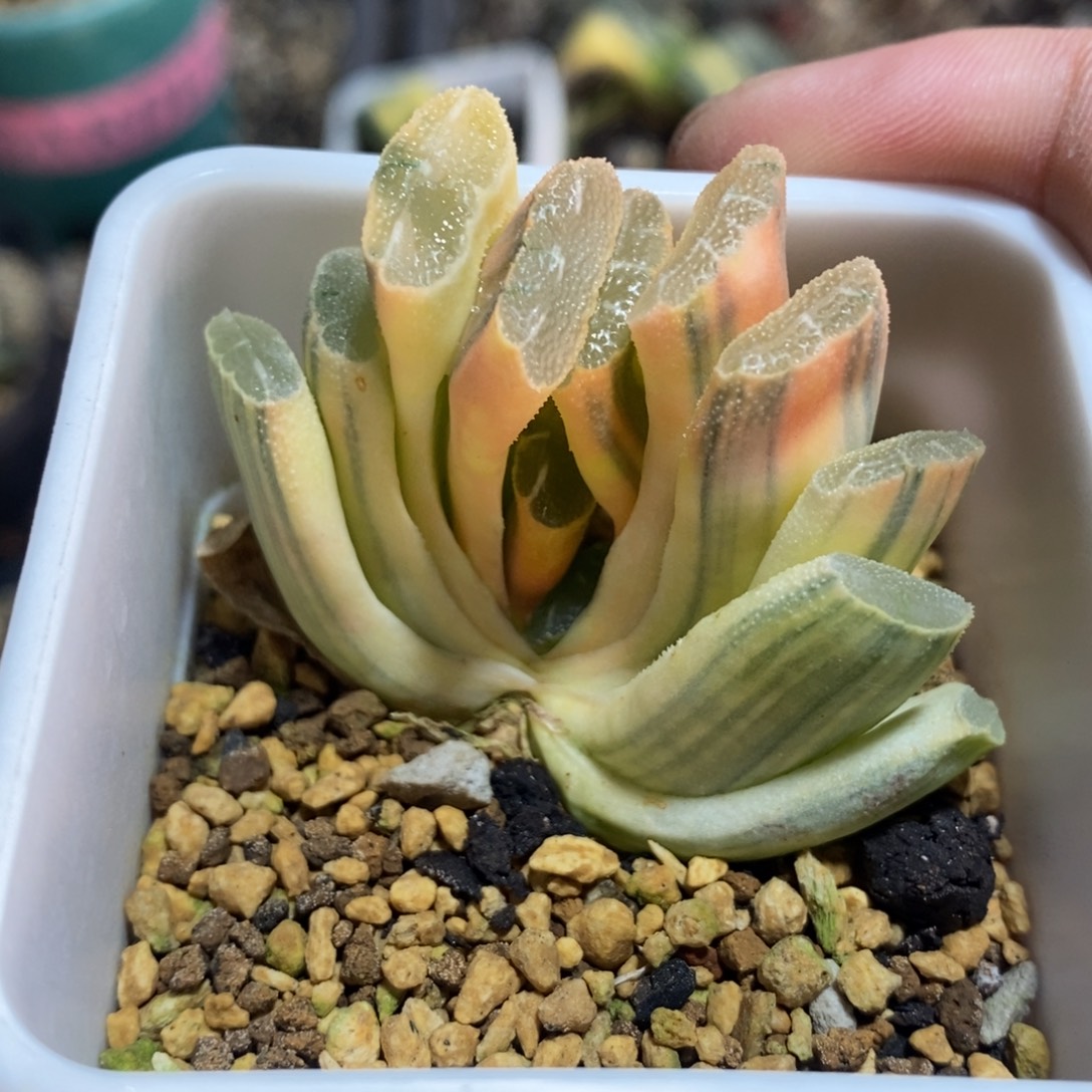 一颗实生玉扇锦 开播福利