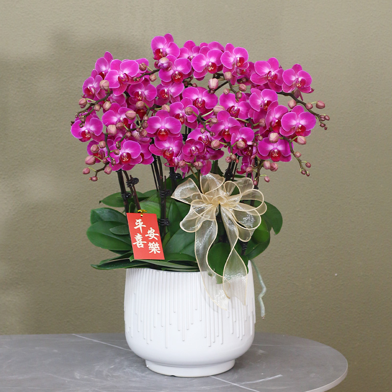 【幸福仙女】经典紫色系蝴蝶兰带花带盆组好发货乔迁送礼前台客厅