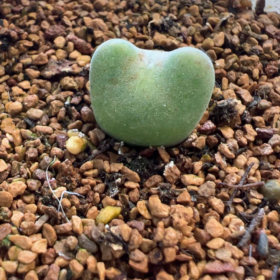 毛弹弓 肉锥植物