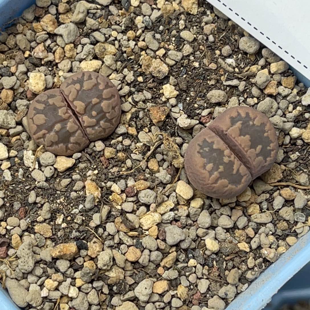 2438紫大牙2颗尺寸2.0