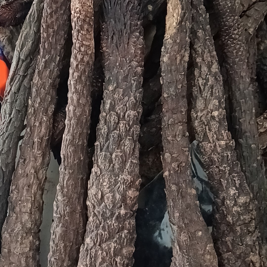 改价链接      沙漠肉丛荣可用于泡水煮水煲汤的佳品