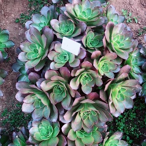3.6-27魅金多肉植物