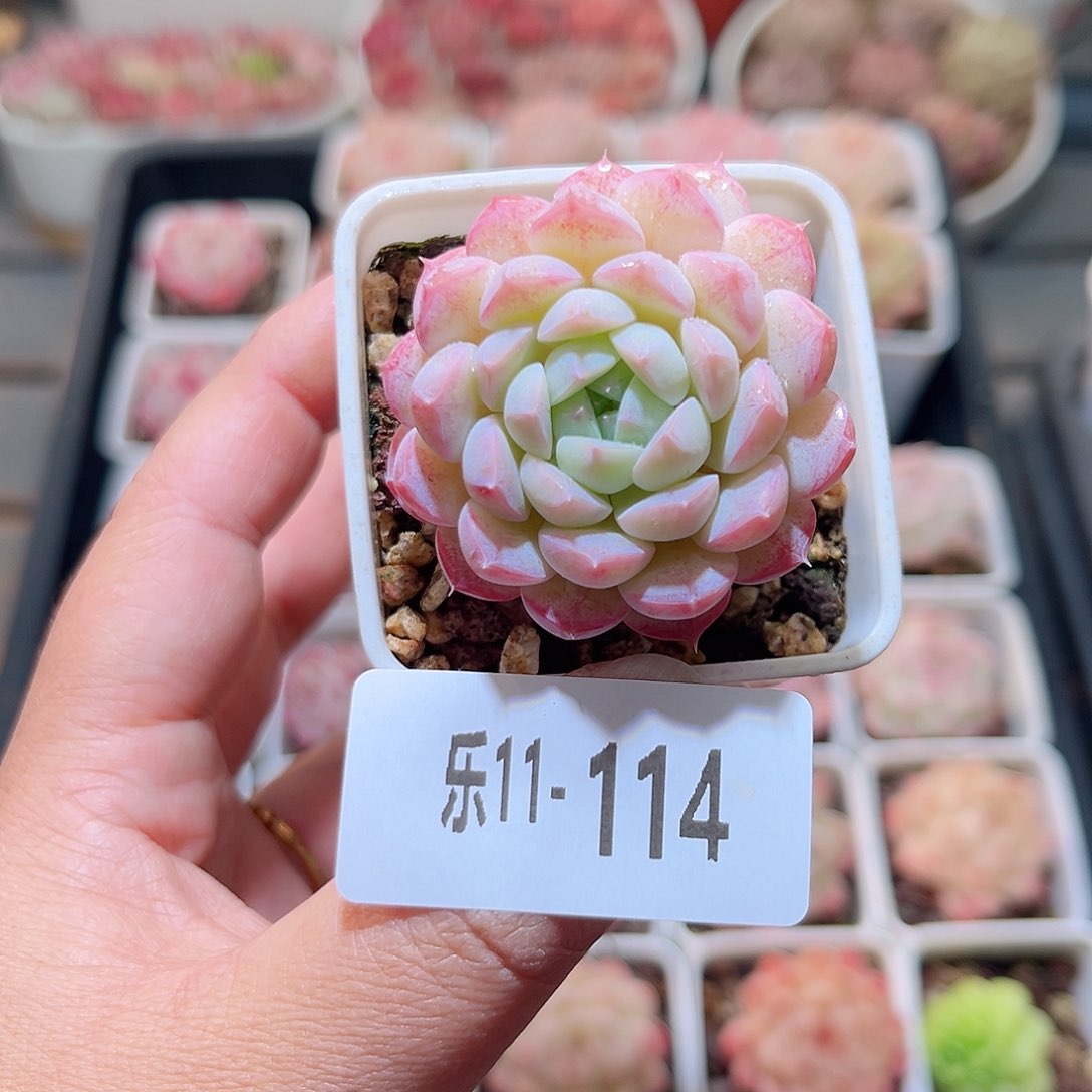 乐11-114 胭脂雪 