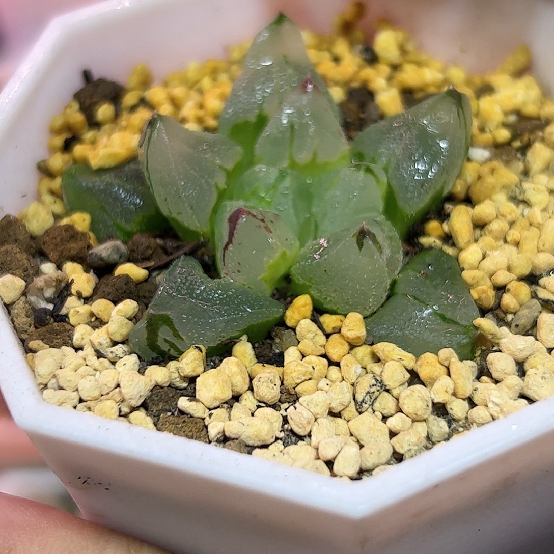 冰城变异十二卷多肉植物