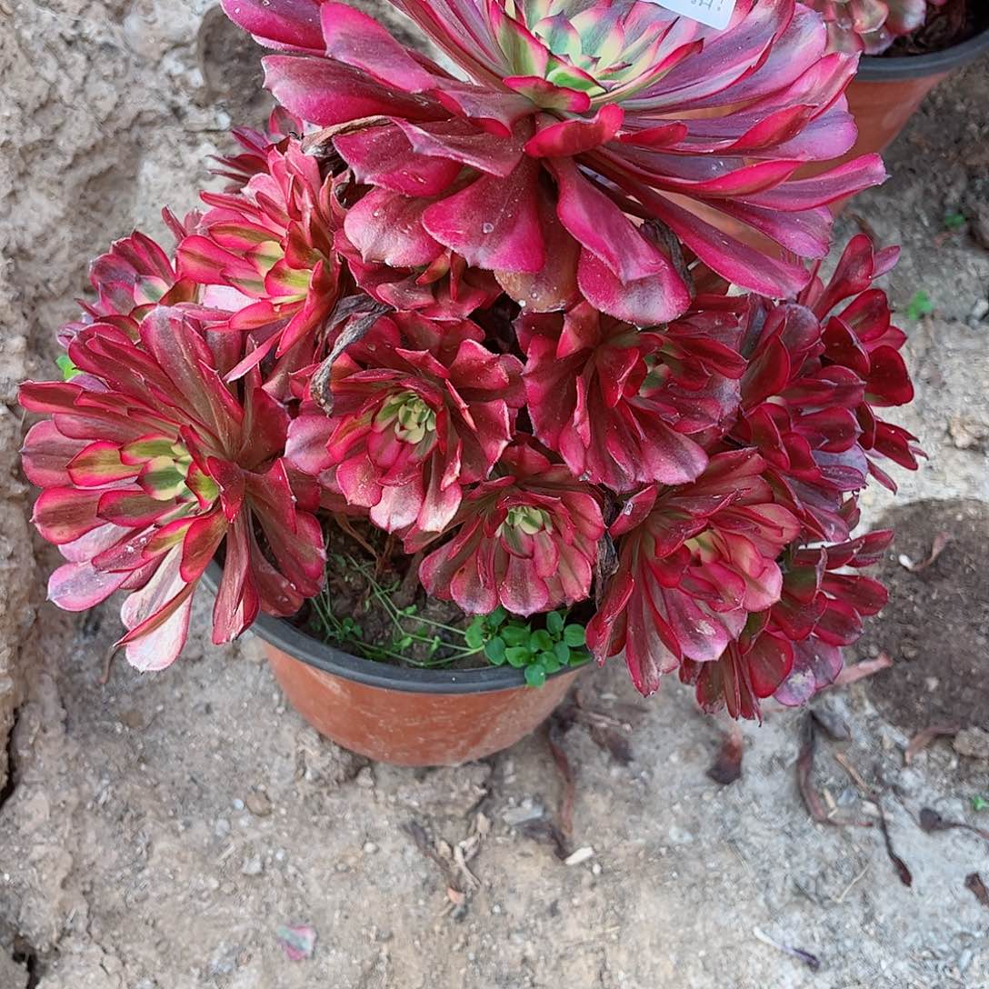 无花朵多肉植物236