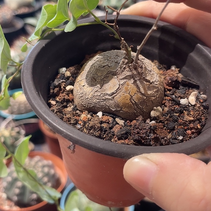 实生龟甲龙仙人球一颗