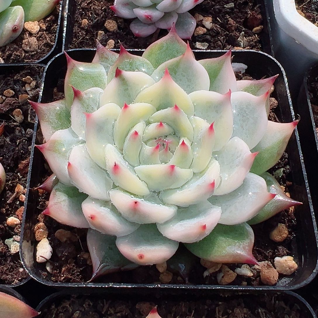 吉娃娃锦，覆轮锦