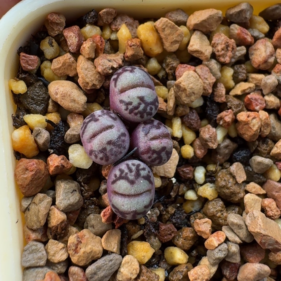 木***9云缦精品番杏26.11