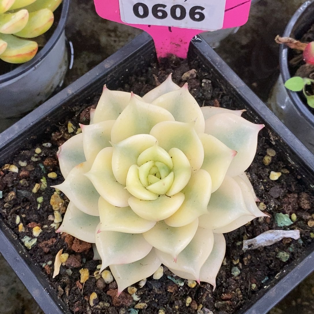 606哈哈哈哈哈哈哈哈