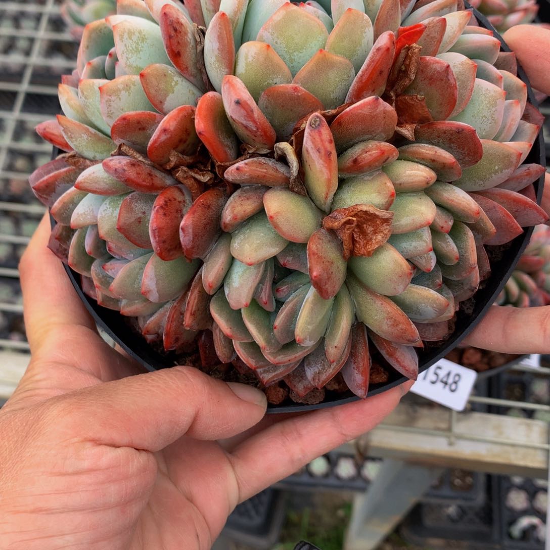 21529全明星嗯嗯真的