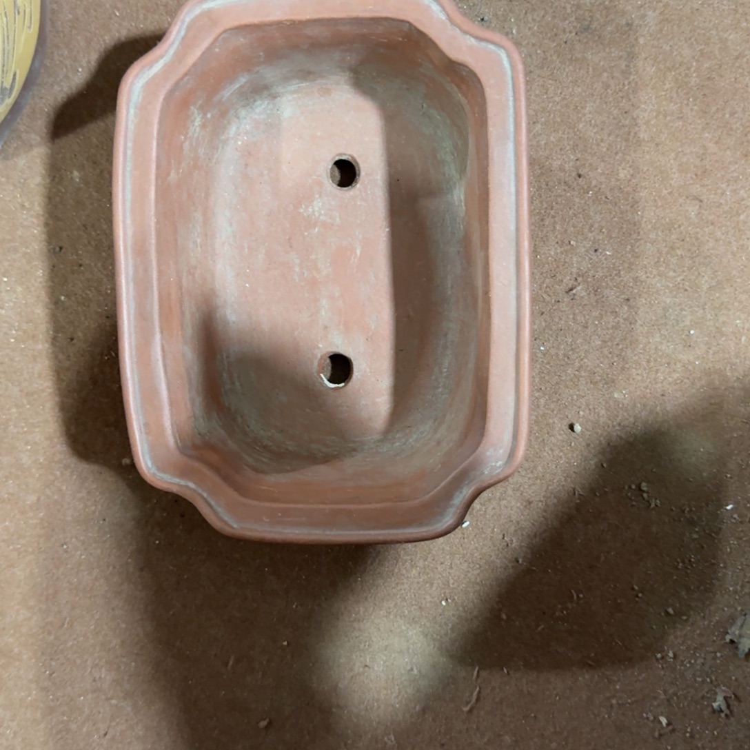 M***Z杂色豆（科檀/科特迪瓦檀木）