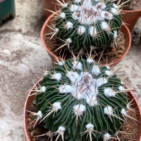 两盆多路玉出入味16米