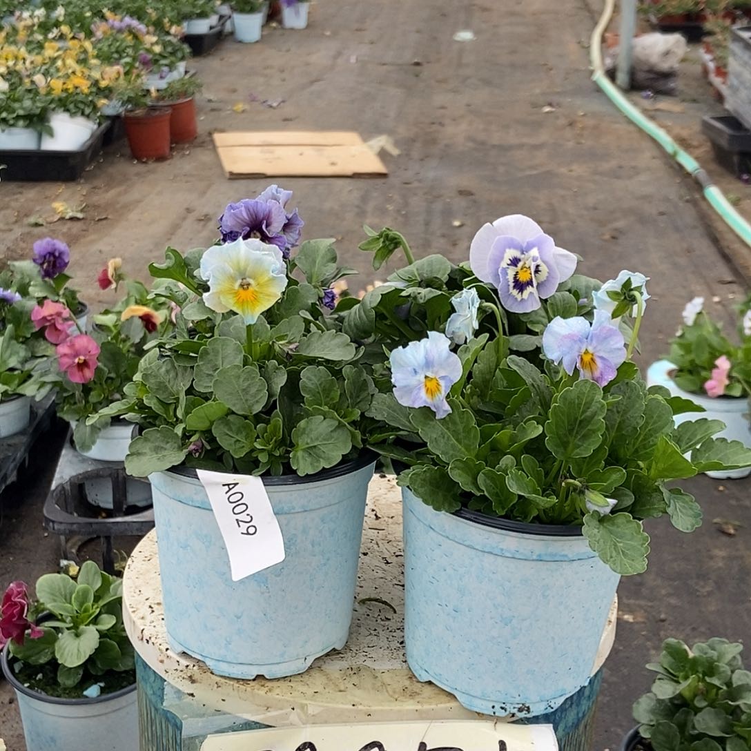 大部分花苞少量开放29