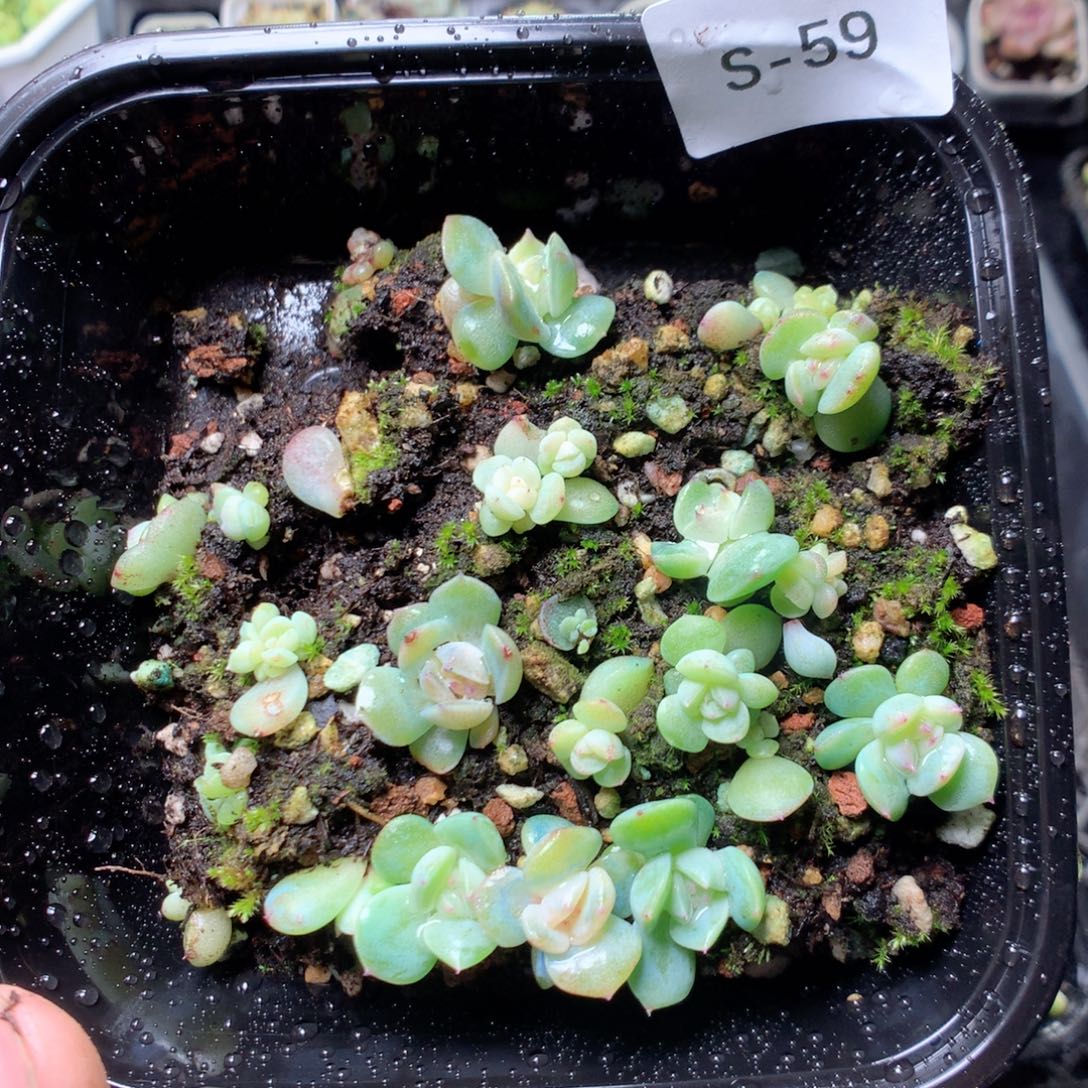 无花朵S59秃子甜心yyyyyy