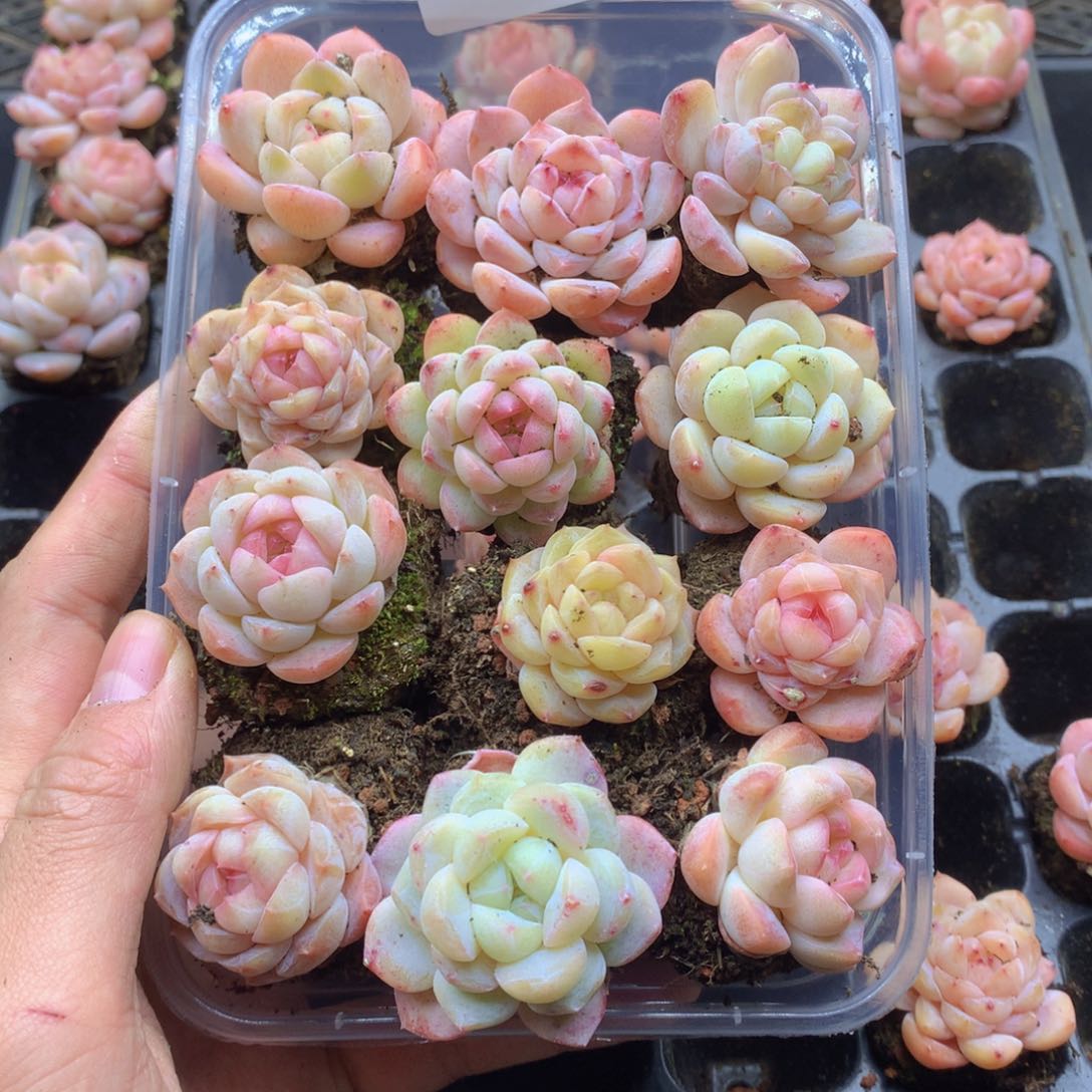 反反复复还是很开心039