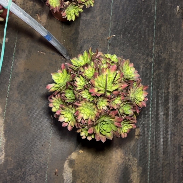 73多肉多肉多肉多肉多肉