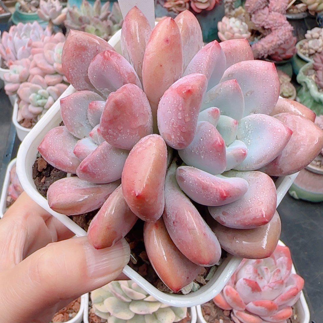 多肉植物5492……………