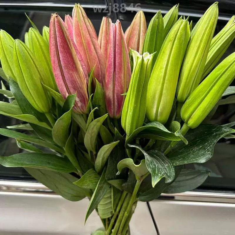 香水百合鲜花花束云南昆明直发家用插花水养基地直发