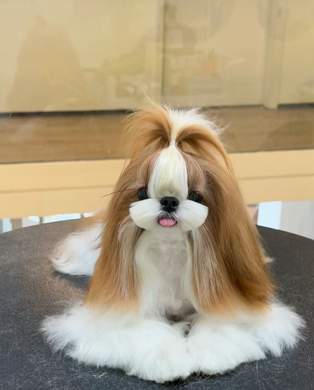 李恒宠物颜值提升术Skill: Beauty care