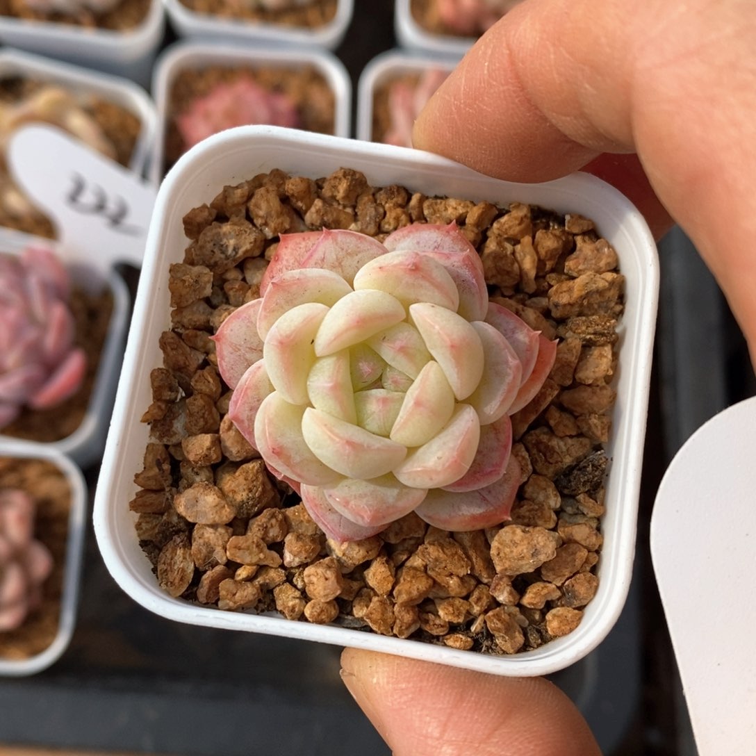 精品多肉一物一拍不包整103