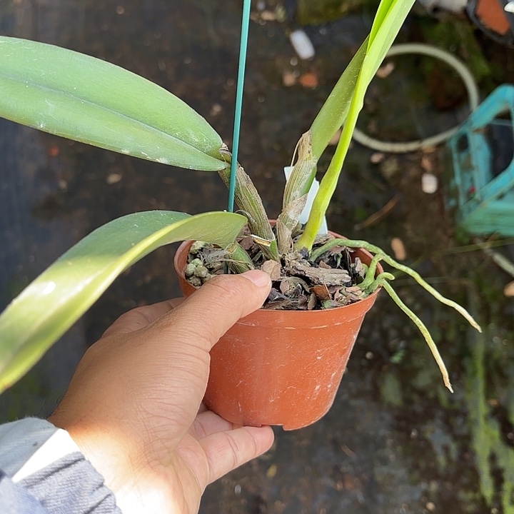 完全开放卡特兰一路